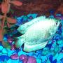 freshwater fish - colisa lalia - neon blue dwarf gourami stocking in 55 gallons tank - dwarf pale blue gourami