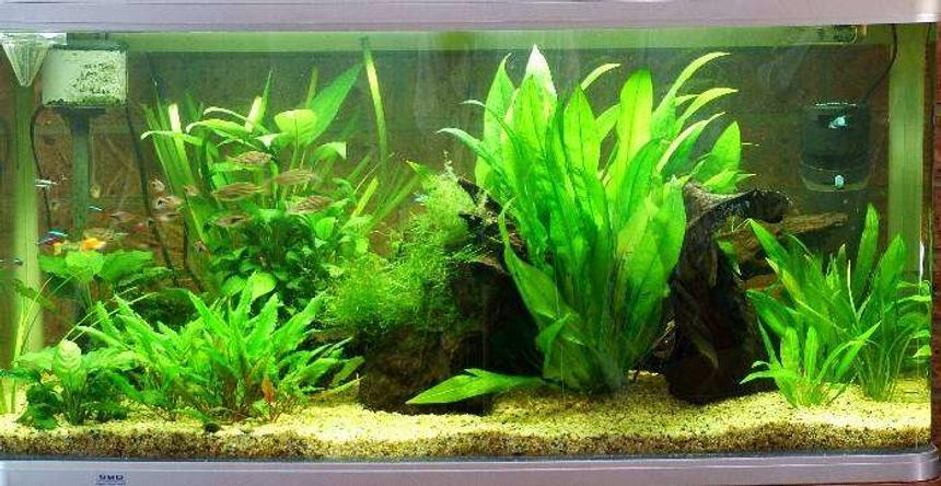 Rated #76: 57 Gallons Planted Tank - This is the latest picture of my tank. It has just undergone a pruning and the removal of a sword that was getting a little to large.
