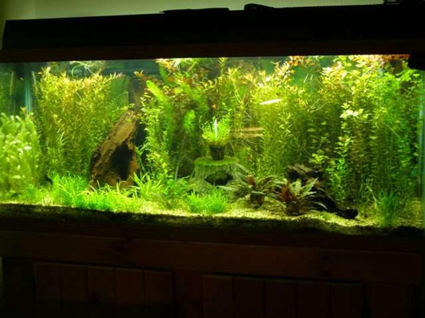 Rated #49: 60 Gallons Planted Tank - All live plants!!!