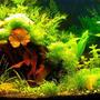 16 gallons planted tank (mostly live plants and fish) - Update 2/1/07