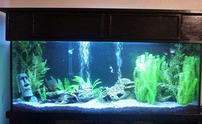 125 gallons freshwater fish tank (mostly fish and non-living decorations) - 72" x 18" x 24" ; Coralife lighting system, Canister Filter plus 1 Emperor 400; 2 PowerHeads attached to undergravel Filtration System; 2 x 150W Heaters

Pacu, Bala Sharks, a very large Pleco, and some mollies for space fillers