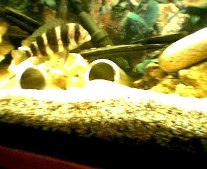 freshwater fish - cyphotilapia frontosa - frontosa cichlid stocking in 66 gallons tank - Frontosa