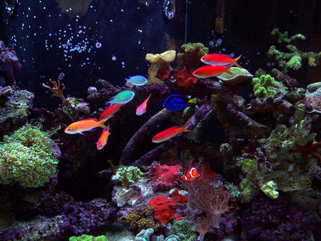 saltwater fish - pseudanthias dispar - dispar anthias stocking in 150 gallons tank - School of Dispar Anthias