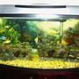 110 gallons freshwater fish tank (mostly fish and non-living decorations) - Me Tank ...hell yeah