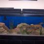 55 gallons freshwater fish tank (mostly fish and non-living decorations) - 55G