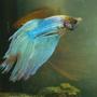 freshwater fish - betta splendens - betta - male stocking in 110 gallons tank - furious siemese