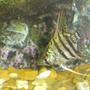 freshwater fish - pterophyllum sp. - silver zebra angel stocking in 110 gallons tank - the zebra angel baby