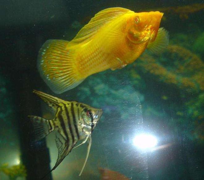 freshwater fish - pterophyllum sp. - silver zebra angel stocking in 110 gallons tank - the zebtra angel and the sailfin