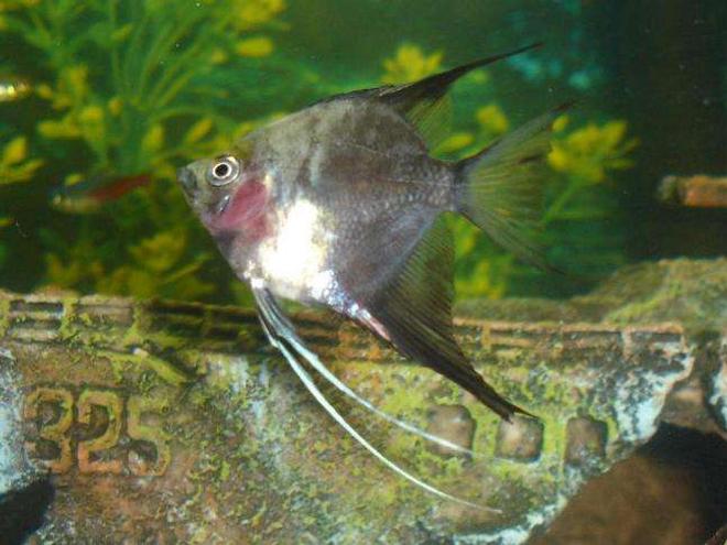 freshwater fish - pterophyllum scalare - assorted veil angel stocking in 110 gallons tank - ole red bake...lol