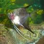 freshwater fish - pterophyllum scalare - assorted veil angel stocking in 110 gallons tank - ole red bake...lol