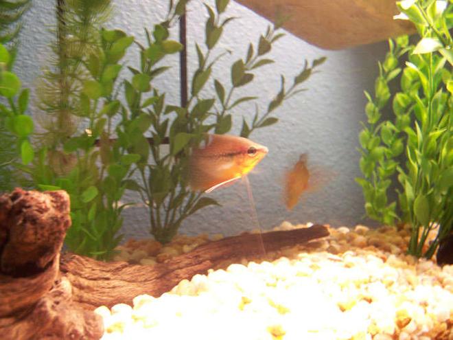 10 gallons freshwater fish tank (mostly fish and non-living decorations) - My Tank