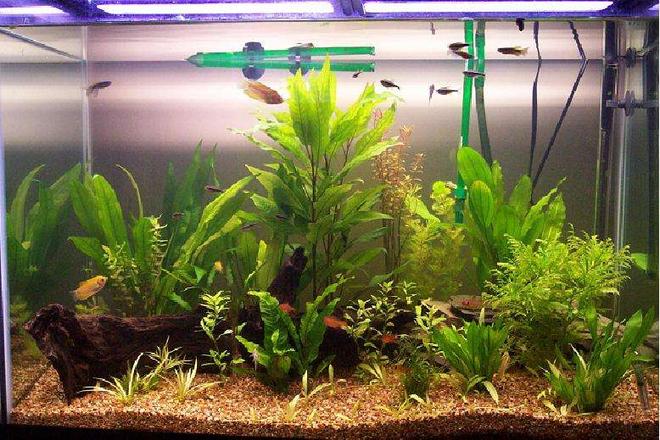 65 gallons planted tank (mostly live plants and fish) - 65 Gal tank.