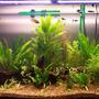 65 gallons planted tank (mostly live plants and fish) - 65 Gal tank.