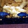 freshwater fish - pseudotropheus demasoni - demasoni cichlid stocking in 32767 gallons tank - Deep Blue