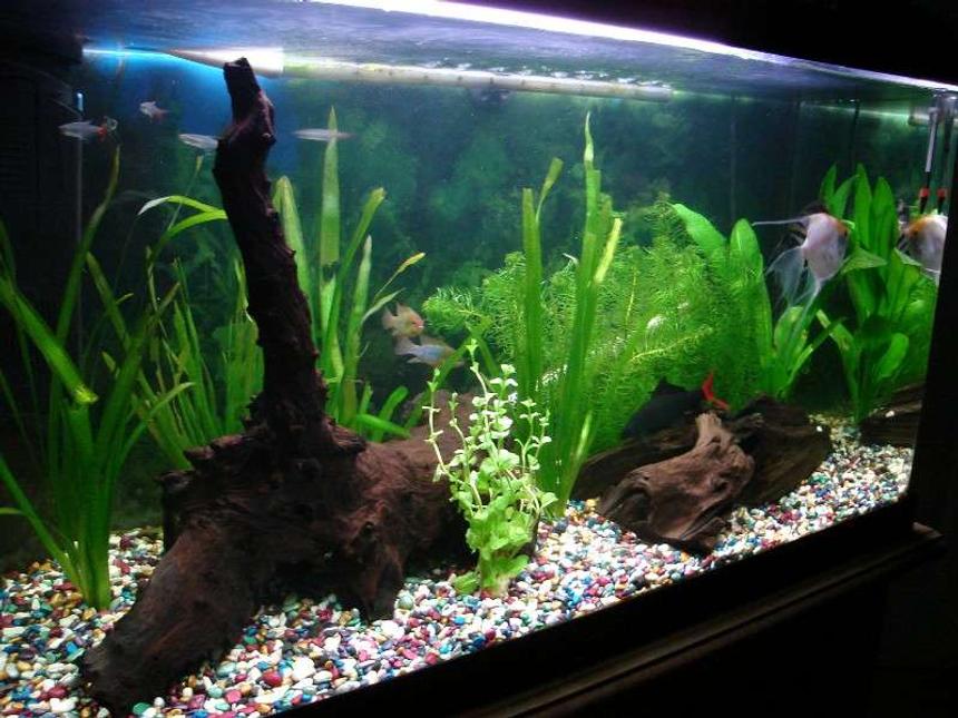Rated #87: 33 Gallons Planted Tank - 126  litre tank