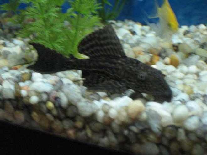 freshwater fish - hypostomus plecostomus - common pleco stocking in 55 gallons tank - Here is my common pleco in my 55g