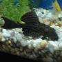 freshwater fish - hypostomus plecostomus - common pleco stocking in 55 gallons tank - Here is my common pleco in my 55g