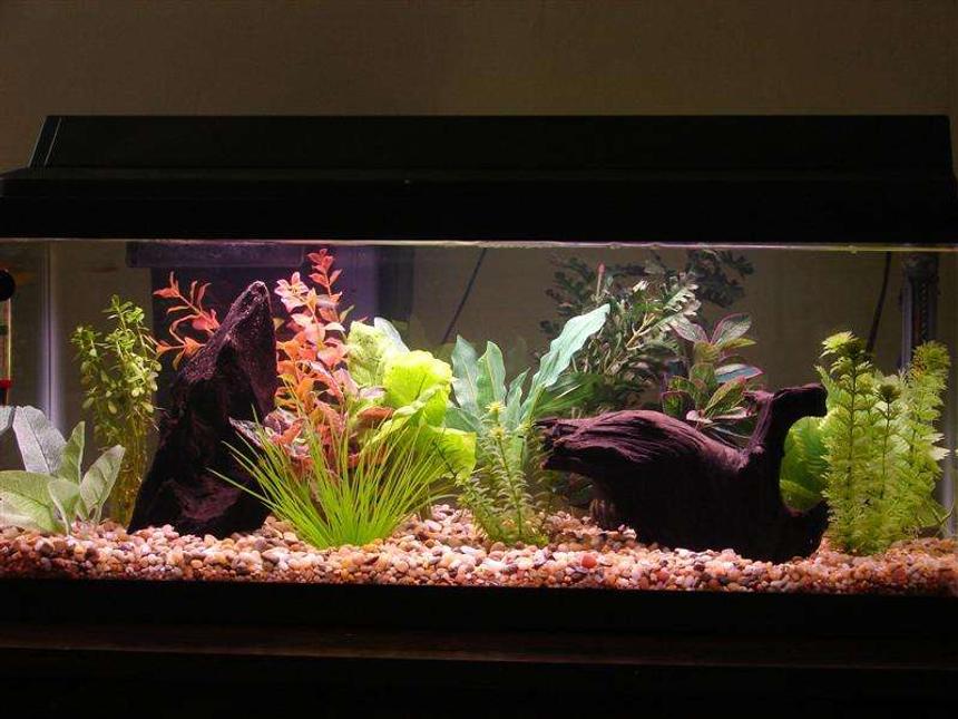 Rated #65: 20 Gallons Freshwater Fish Tank - My first aquarium.