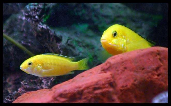 freshwater fish - labidochromis caeruleus - electric yellow cichlid stocking in 40 gallons tank - electric yellows