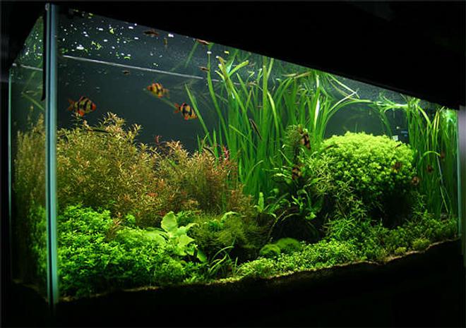 55 gallons planted tank (mostly live plants and fish) - 55 gallon. Carbo Plus CO2. 220 watts 5500K power compact fluorescent lighting.