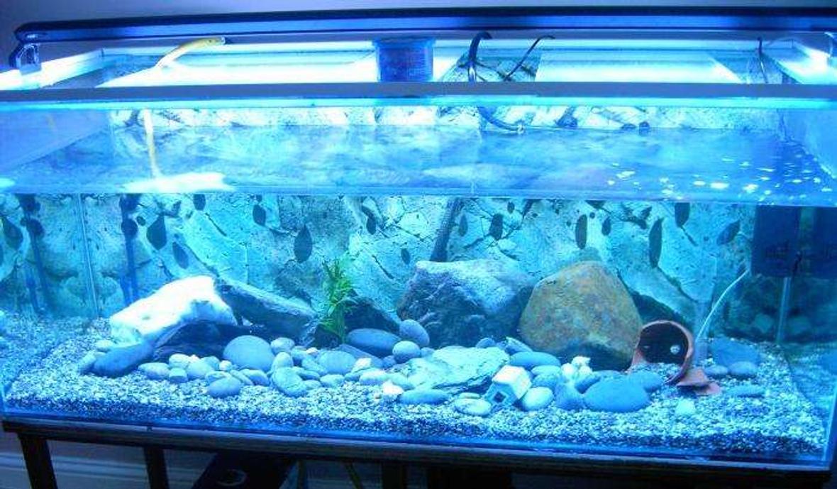 140 gallons freshwater fish tank (mostly fish and non-living decorations) - malawi setup, hasnt got any fish in there just yet, but they should come in soon, ive used 3 filters (one external, one internal and a air pump). theres only one heater. ive used large and small rocks for the decor. should hopefully be adding more rocks, bogwood and plants at the moment, its housing 4 plecs and 2 guppys just to get the water ok for the malawis. the guppys unexpectadly had babies!