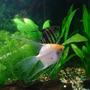 freshwater fish - pterophyllum sp. - white blushing angel stocking in 33 gallons tank - My Angels!