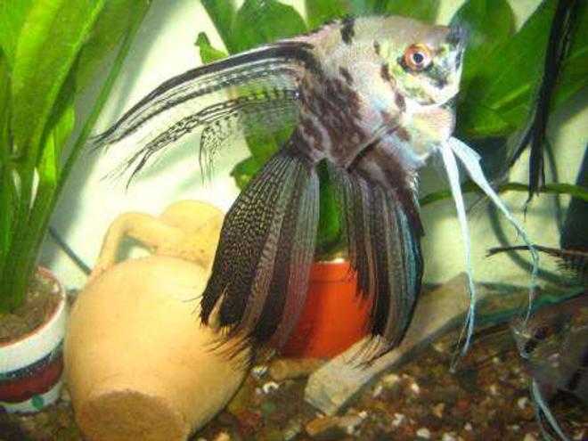 freshwater fish - pterophyllum scalare - assorted veil angel stocking in 70 gallons tank - angel