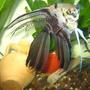 freshwater fish - pterophyllum scalare - assorted veil angel stocking in 70 gallons tank - angel
