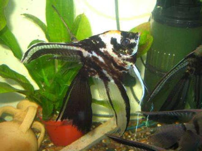 freshwater fish - pterophyllum scalare - assorted veil angel stocking in 70 gallons tank - scalaire voile