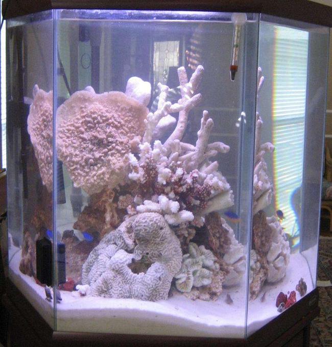 44 gallons saltwater fish tank (mostly fish, little/no live coral) - 44hex