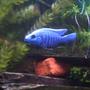 freshwater fish - sciaenochromis ahli - electric blue cichlid - Big electric blue male