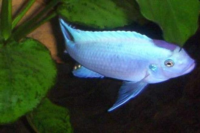 freshwater fish - maylandia callainos - blue cobalt cichlid - This is one of my Cobalt Blues