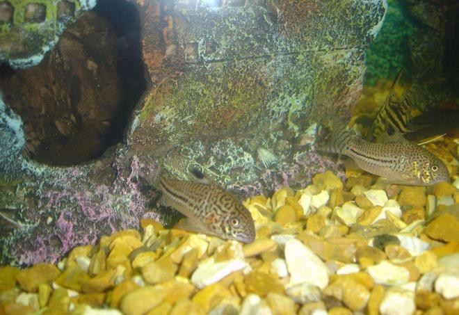 freshwater fish - corydoras sp. - false julii cory cat stocking in 110 gallons tank - my spotted cat fish