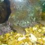freshwater fish - corydoras sp. - false julii cory cat stocking in 110 gallons tank - my spotted cat fish