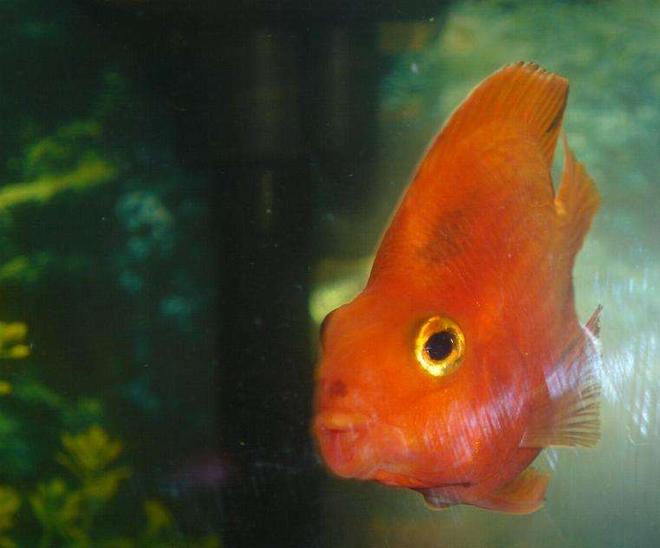 freshwater fish - heros severus x amphilophus citrinellum - blood parrot stocking in 110 gallons tank - my big parrot cichlid...lol