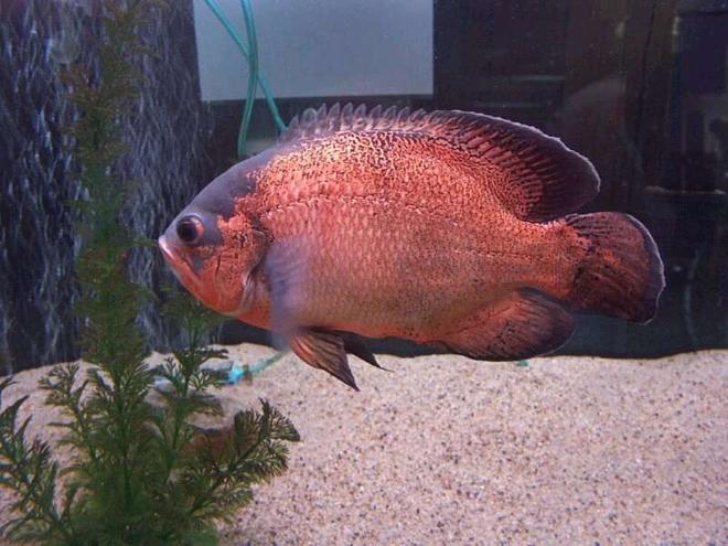 freshwater fish - astronotus ocellatus - red oscar stocking in 33 gallons tank - large oscars