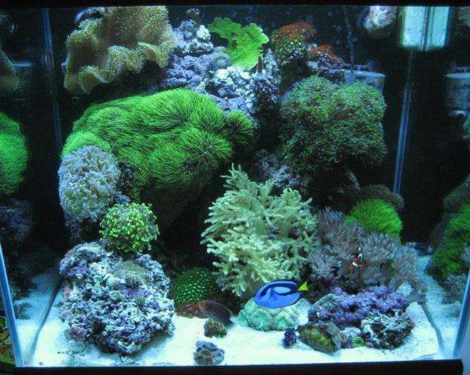 37 gallons reef tank (mostly live coral and fish) - j