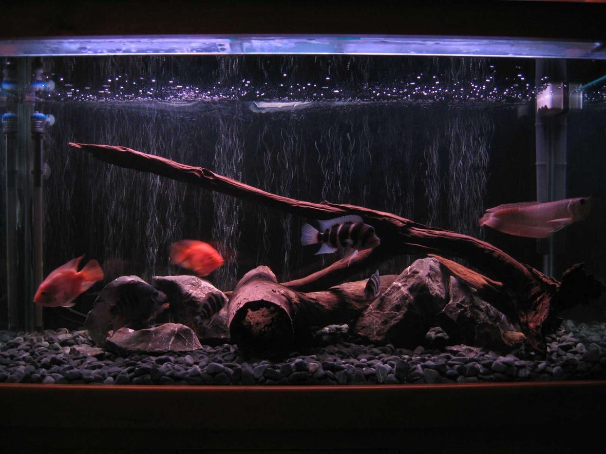 100 gallons freshwater fish tank (mostly fish and non-living decorations) - The tank ornaments and background are all neutral natural colours, keeping the focus on the fish.