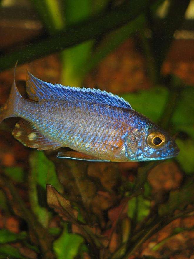 freshwater fish - aulonocara jacobfreibergi - otter point peacock stocking in 50 gallons tank - Peacock