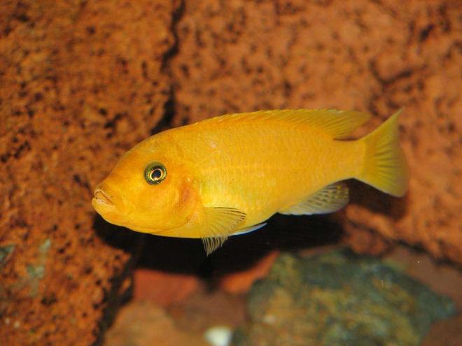 freshwater fish - pseudotropheus estherae - red zebra cichlid stocking in 50 gallons tank - Metriaclima Estherae - Female