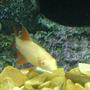 freshwater fish - epalzeorhynchos frenatus - albino rainbow shark stocking in 110 gallons tank - my albino shark