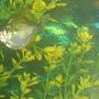 freshwater fish - metynnis argenteus - silver dollar stocking in 110 gallons tank - my silver dollar