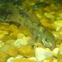 freshwater fish - corydoras paleatus - peppered cory cat stocking in 110 gallons tank - the cat