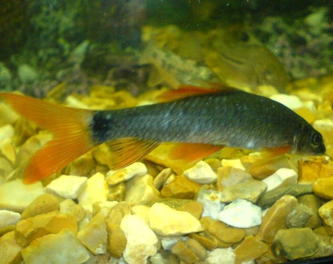 freshwater fish - epalzeorhynchos frenatus - rainbow shark stocking in 110 gallons tank - the rainbow shark