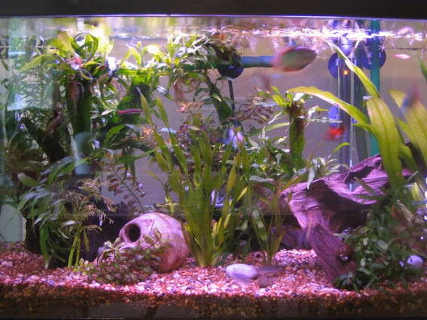 Rated #203: 20 Gallons Planted Tank - 20gal planted 2years ago on initial set up