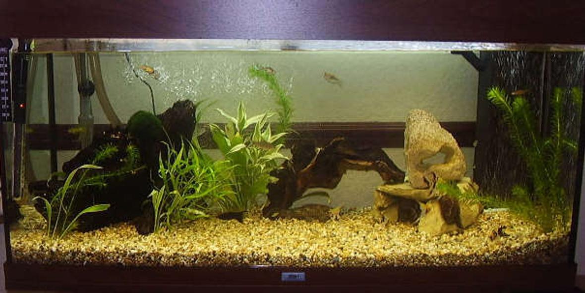 48 gallons freshwater fish tank (mostly fish and non-living decorations) - RIO 180 Does have some plants in it but will be a fully planted tank in months to come
