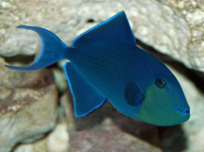 saltwater fish - odonus niger - niger triggerfish stocking in 150 gallons tank - Niger Trigger