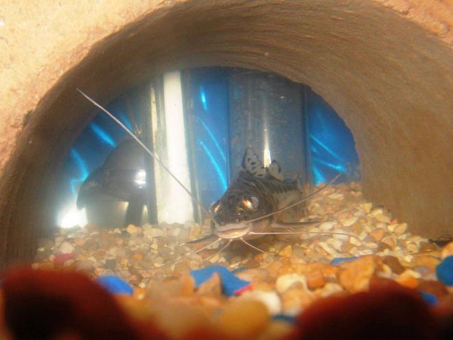 freshwater fish - pimelodus pictus - pictus cat stocking in 55 gallons tank - SPOTTEDCATFISH 1 OF 2