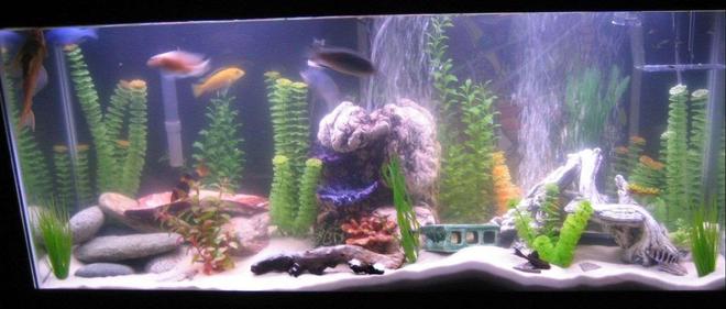 55 gallons freshwater fish tank (mostly fish and non-living decorations) - 55 Gal