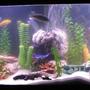 55 gallons freshwater fish tank (mostly fish and non-living decorations) - 55 Gal